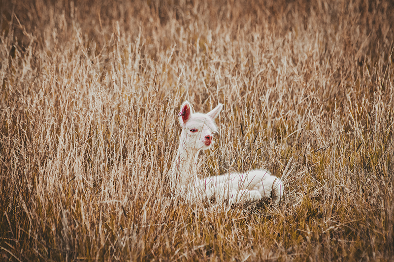 alpaca-alone